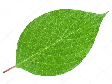 Hoja: fotografía de stock © Maks_Narodenko #19049237 | Depositphotos
