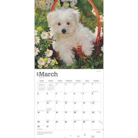 Maltese 2025 Wall Calendar - Calendars.com