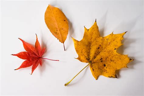 Los colores de las hojas de otoño según las especies de árboles