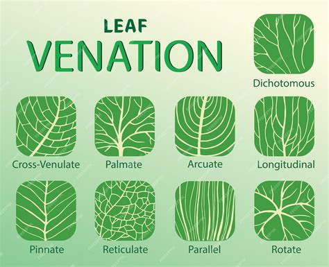 Ilustración de los tipos de venación de la hoja | Vector Premium