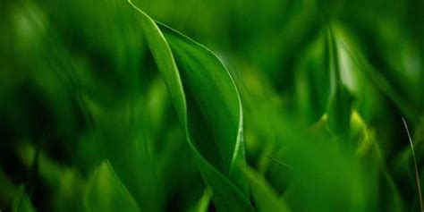 The Color Green — History, Meaning and Facts | HunterLab