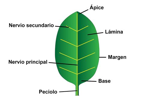 Partes De Una Hoja De Una Planta Abc Fichas - vrogue.co