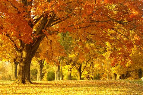 Best Nature Full HD Images Free Download