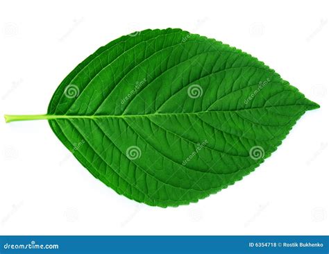 8,317,387 Hoja Fotos - Libres de Derechos y Gratuitas de Dreamstime