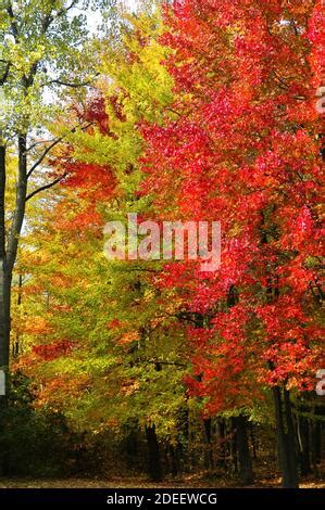 Red maple leaves in the fall Stock Photo - Alamy