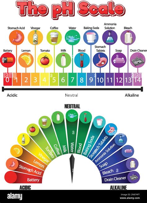 The pH scale of common chemicals illustration Stock Vector Image & Art ...
