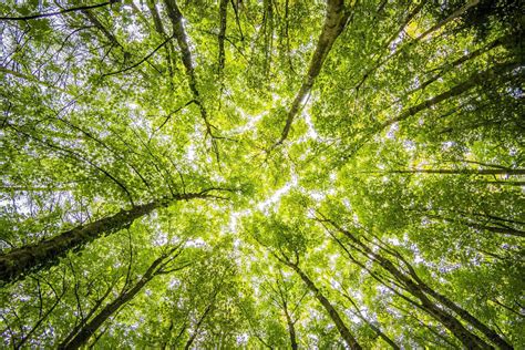 Facts about the Color Green