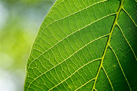 Más de 100 000 imágenes gratis de Una Hoja y Hoja - Pixabay