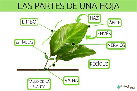 Partes de una hoja y sus funciones - Resumen con esquemas