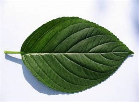 ¿Qué es Hoja? - Su Definición, Concepto y Significado