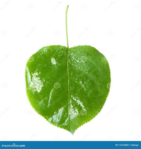 Hoja foto de archivo. Imagen de aislado, detalle, cubo - 11314204