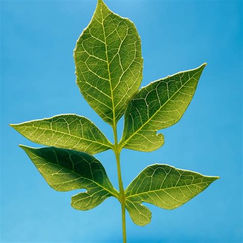 Una hoja | Foto Premium