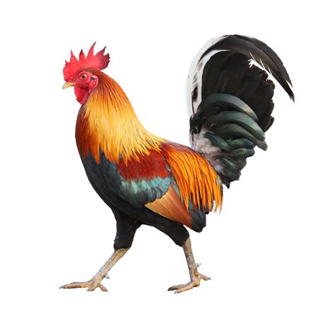 Colorido gallo macho de rango libre aislado sobre fondo blanco ...