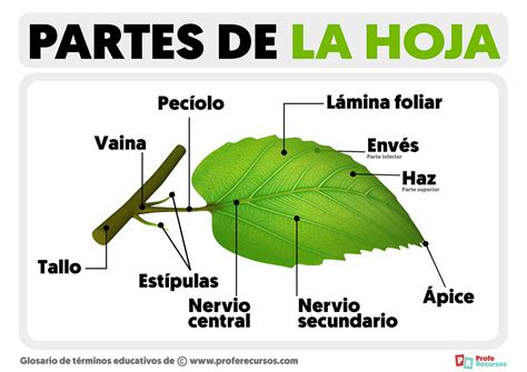 Partes de una Hoja