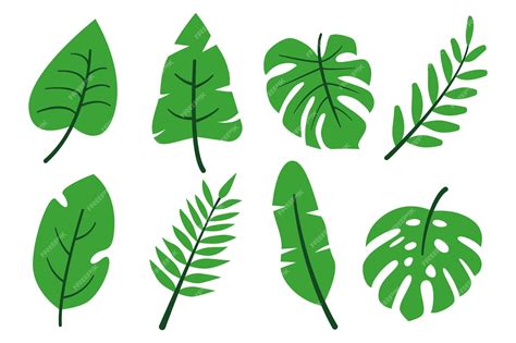 Hojas tropicales conjunto verde abstracto monstera de diferentes tipos ...