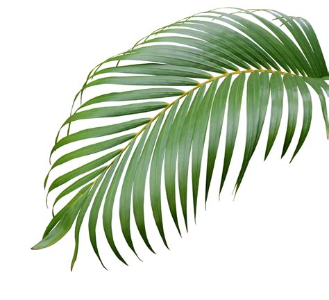 árbol de hoja de palma verde tropical aislado sobre fondo blanco ...