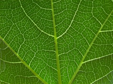 Foto gratis Una hoja para descargar | FreeImages