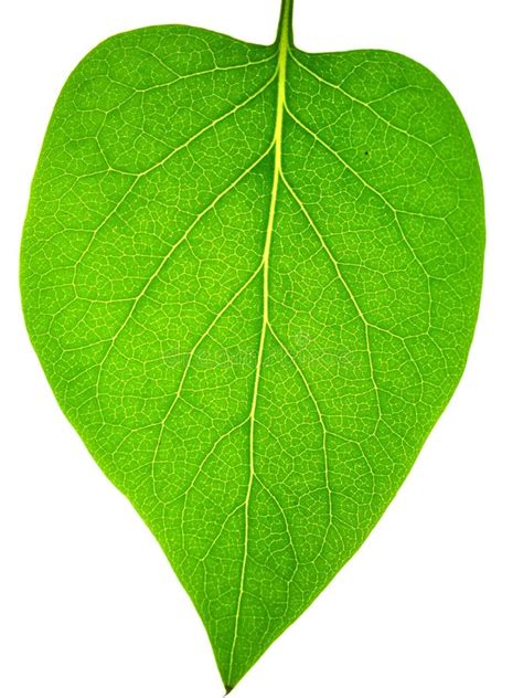 Hoja imagen de archivo. Imagen de cubo, transparente, blanco - 869483