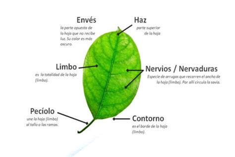 Partes de una hoja y sus funciones - Resumen con esquemas