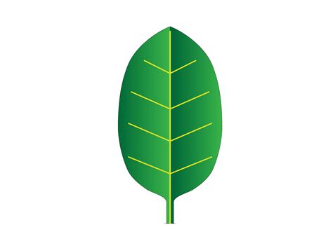 TIPOS DE HOJAS - Botanipedia