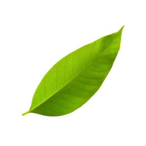 Soñar con Hoja -【Interpretación y Significado】