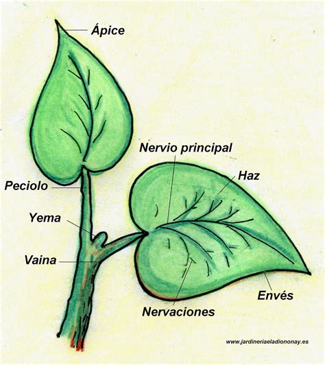 Jardineria Eladio Nonay: PARTES DE LA HOJA (Jardinería Eladio Nonay)